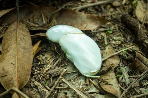 White seed sits upon brown dried fallen autumn leaves on ground floor. Stock Photos