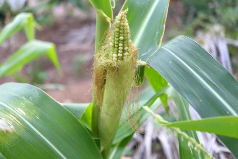 White seeds corn in row on corncob growing. Stock Photos