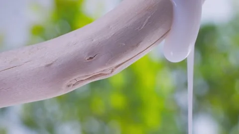 White shampoo flows down a dry branch against a green background Stockbeeldmateriaal 258321922