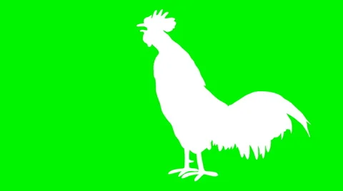 White shaped rooster singing Stock Footage 49721892