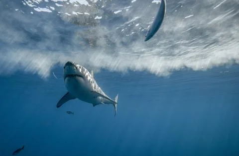 White Shark Approach Stock Photos