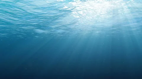 White shark attack the viewer. Stock Footage 94181814