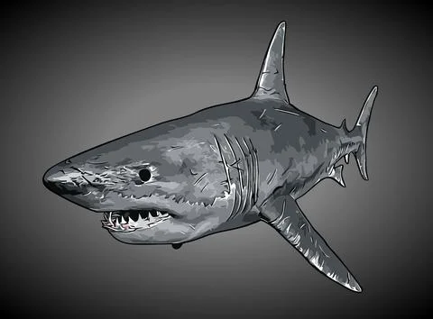 White shark blue background vector template Stock Illustration