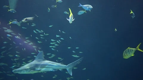 The white shark, a flock of small fish swimming around the big fish. the un.. Stock Footage 319708265
