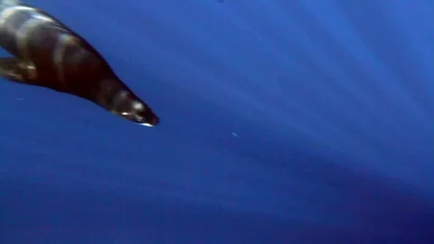 WHITE SHARK Stock Footage 81340287