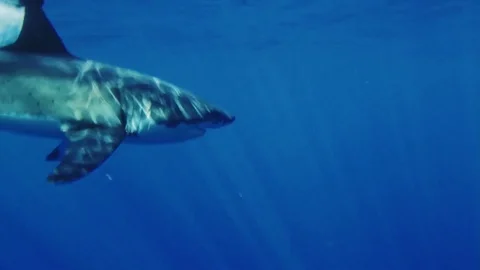WHITE SHARK Stock Footage 81340302