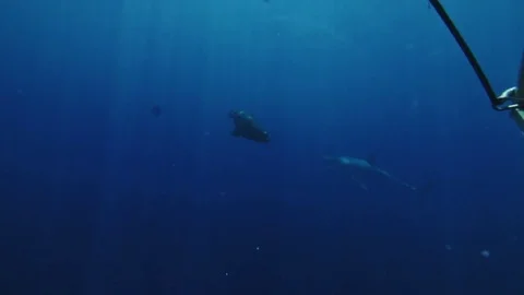 WHITE SHARK Stock Footage 81340324