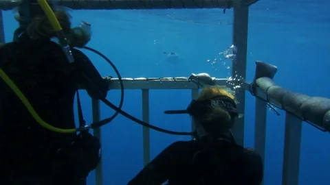 WHITE SHARK Stock Footage 81340340