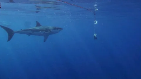 WHITE SHARK Stock Footage 81340344