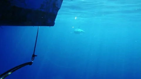 WHITE SHARK Stock Footage 81340356