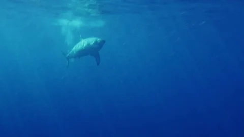 WHITE SHARK Stock Footage 81340359