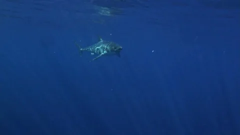 WHITE SHARK Stock Footage 81340366