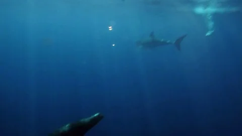 WHITE SHARK Stock Footage 81340369