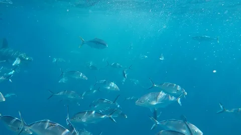 White Shark 스톡 동영상 99848193