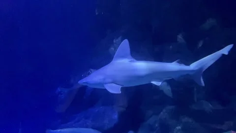 White shark Stock Footage 305867331