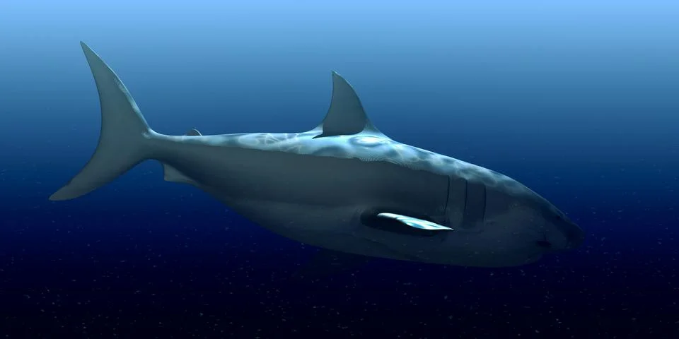 White shark Stock Illustration