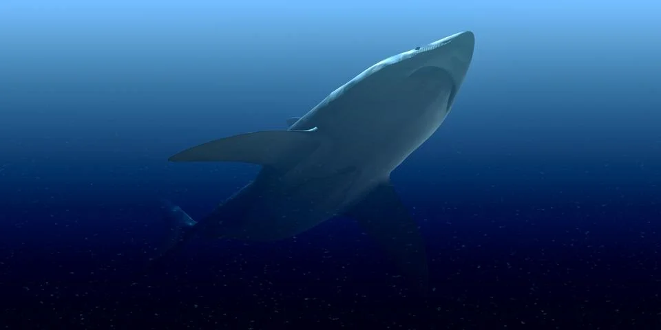 White shark Stock Illustration