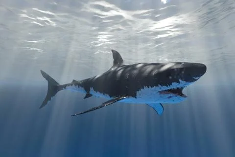 White shark Stock Illustration