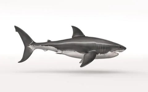 The white shark Illustrazione stock