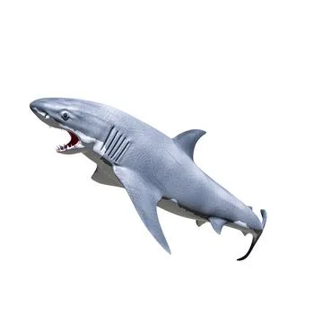 White shark isolated on white background Stock Illustration