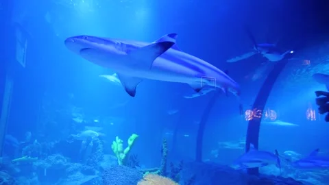 White Shark in the oceanarium. Stock Footage 277543104
