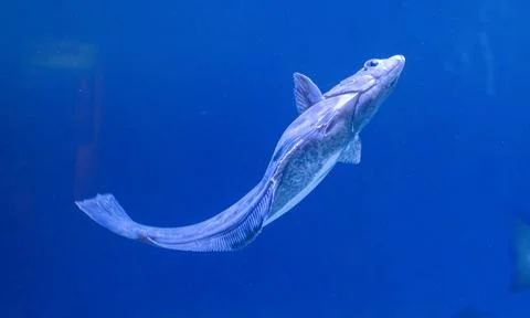 White shark Stock Photos