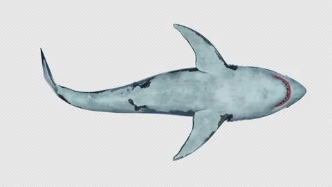 White Shark Simming Bottom View 库存影片 195498726