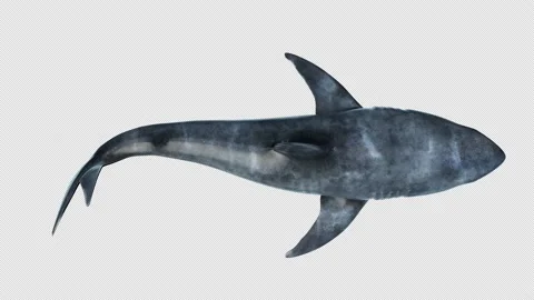White Shark Simming Top View 库存影片 195498776