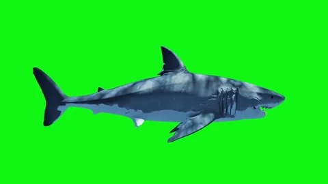 White Shark Swim Fast Loop Side Green Screen 3D Rendering Animation Stock Footage