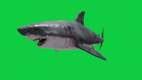 White Shark Swimming Animation Loop Pack – 9 Camera Angles – Green Screen Stock Footage 310514645