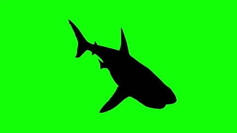 White shark swimming animation loop on clean bright green screen background Stock Footage 314563747