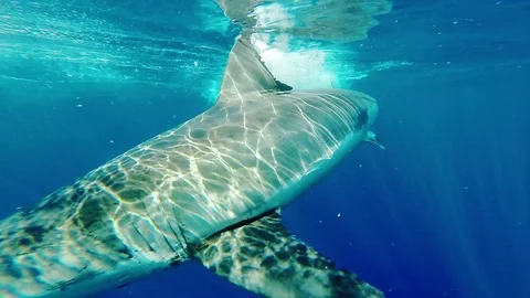 White Shark Swimming close to camera Stock Footage 81742679