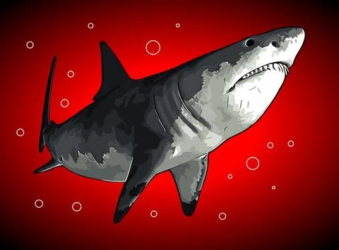White shark watching prey vector template Stock Illustration