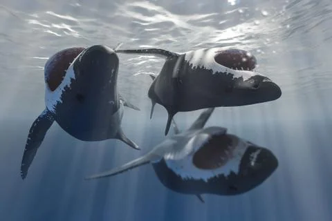 White sharks Stock Illustration