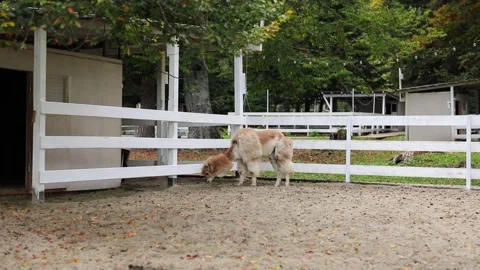 A white sheared alpaca searching for tasty leaves falling from an autumn tree in Vidéo 304003787