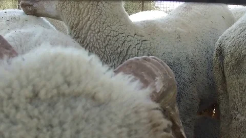 White sheep 2 Stock Footage 79976905