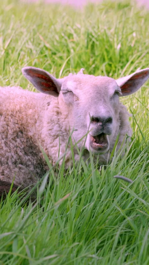 A white sheep and a black lamb are lying in a field of green grass. Stock Footage 282724164