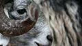 White sheep with big horns eating HD Footage