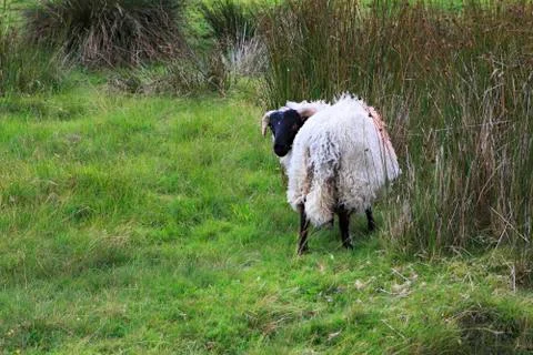 White sheep with black head. 스톡 사진