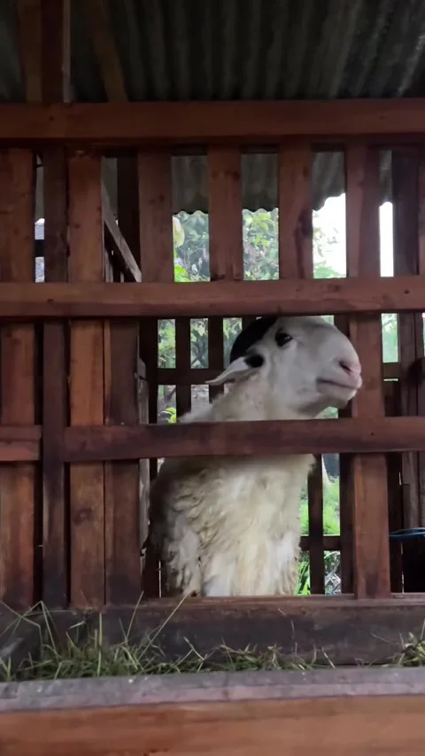 White Sheep with Black Markings Inside Wooden Stable Stock Footage 331951068