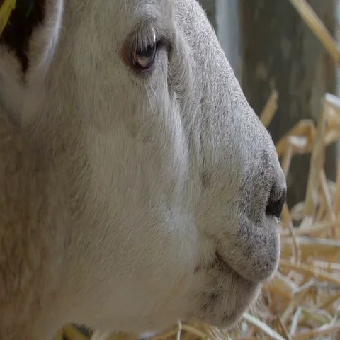A white sheep chewing some food on the mouth Stock Footage 69293587