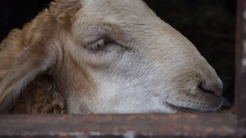 A white sheep is chewing something tasty. Stock Footage 113882729