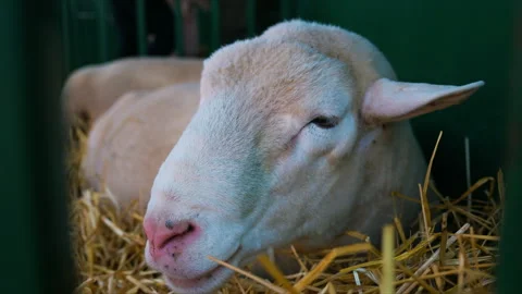 White sheep chewing while lying on straw in barn close-up portrait of farm .. Stock Footage 346355021