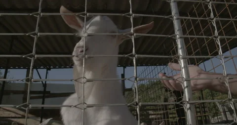 White Sheep. Close up. Stock Footage 171483200