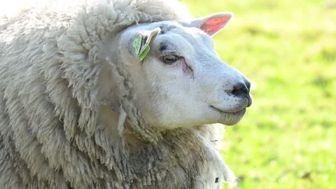 White sheep closeup Sheep on green pasture in countryside on a farm Stock Footage 234429666