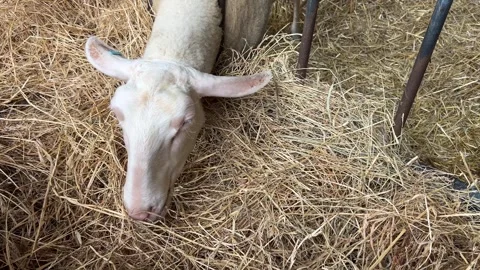 White Sheep Eating Dry Hay in Farm Animal Enclosure Video stock 340976337