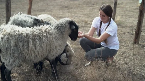 White sheep eating from farmer hands, view of small and big sheep eating Stock Footage 211637583