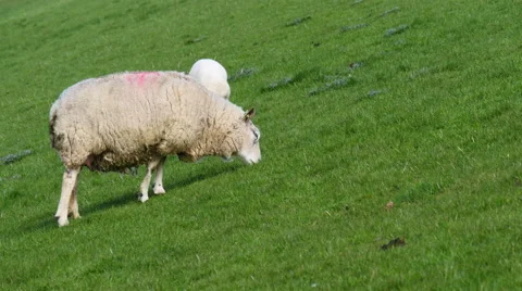 White sheep is eating grass. Stock Footage 63398411