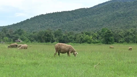 White sheep eating grass in the wild. Stock Footage 144886997