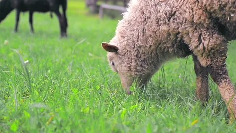 White sheep eating green grass on a meadow in the highlands close up. Stock Footage